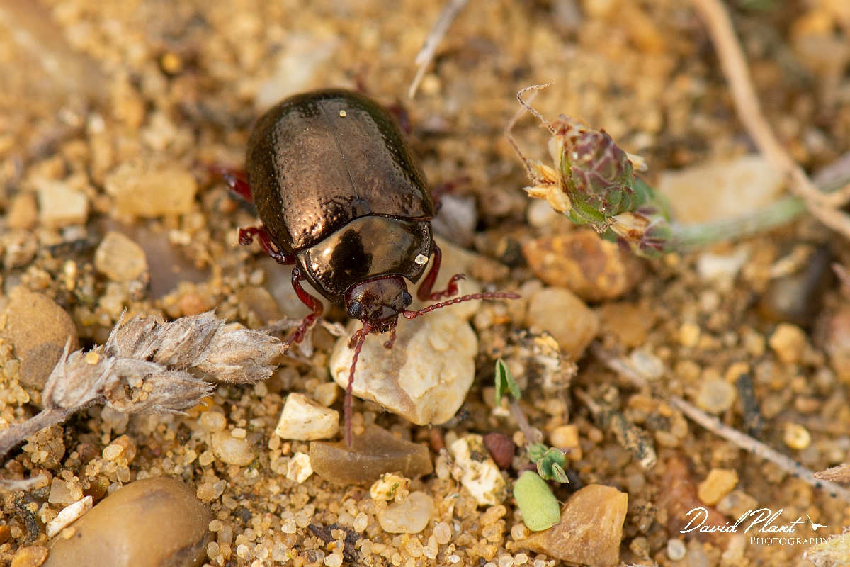 David Plant Photography - Wildlife Photography - Chrysolina banksi - B.jpg - Bronze beetle, Chrysolina banksi - Kent