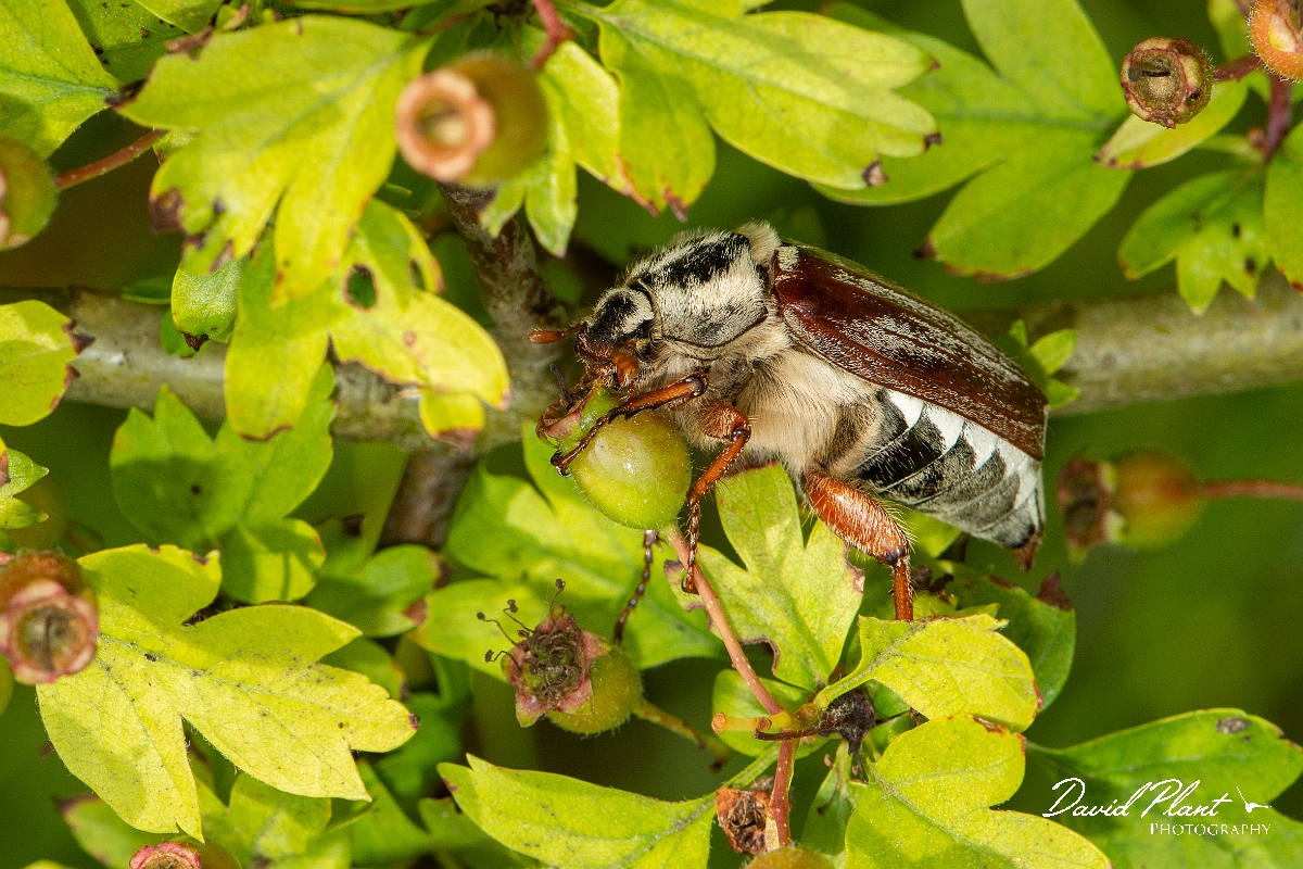 David Plant Photography - Wildlife Photography - Cockchafer - C.jpg - Cockchafer, Melolontha melolontha  - Cambridgeshire