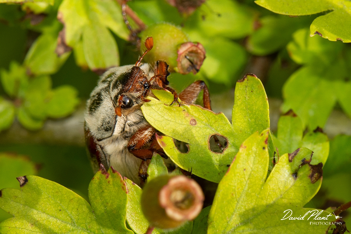 David Plant Photography - Wildlife Photography - Cockchafer - D.jpg - Cockchafer, Melolontha melolontha  - Cambridgeshire