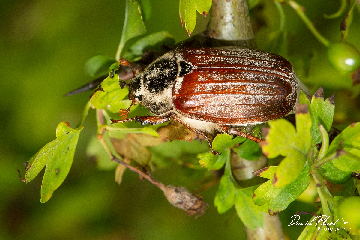 David Plant Photography - Wildlife Photography - Cockchafer - E.jpg - Cockchafer, Melolontha melolontha  - Cambridgeshire