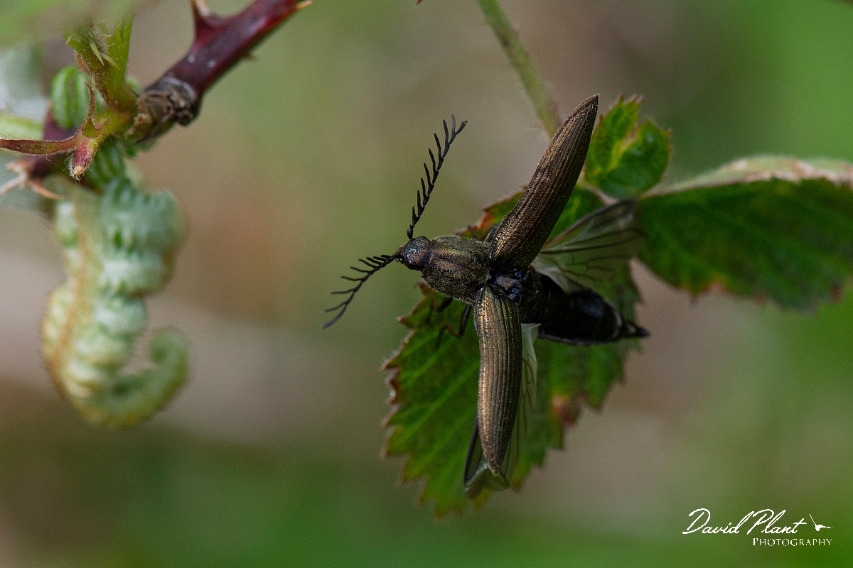 David Plant Photography - Wildlife Photography - Ctenicera pectinicornis - A.JPG - Pectinate click beetle, Ctenicera pectinicornis - Argyll
