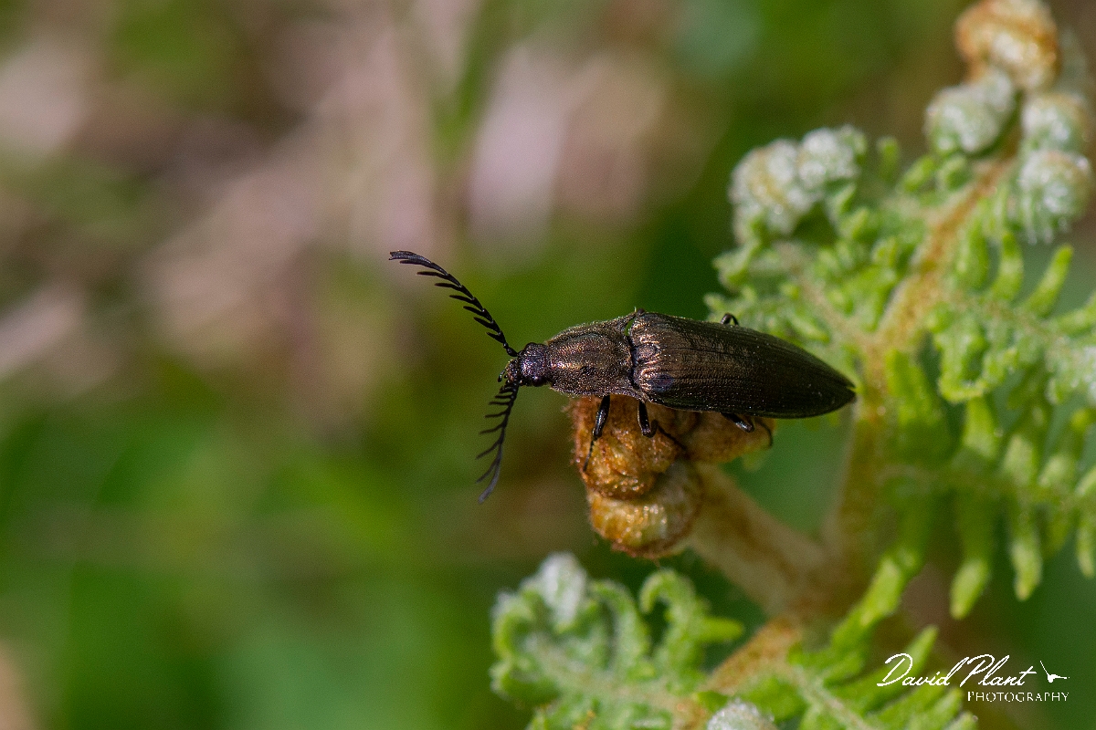 David Plant Photography - Wildlife Photography - Ctenicera pectinicornis - B.JPG - Pectinate click beetle, Ctenicera pectinicornis - Argyll