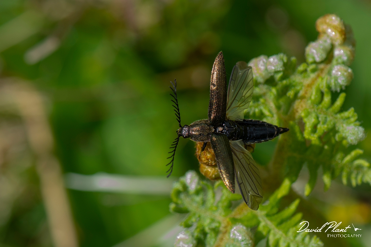 David Plant Photography - Wildlife Photography - Ctenicera pectinicornis - C.JPG - Pectinate click beetle, Ctenicera pectinicornis - Argyll