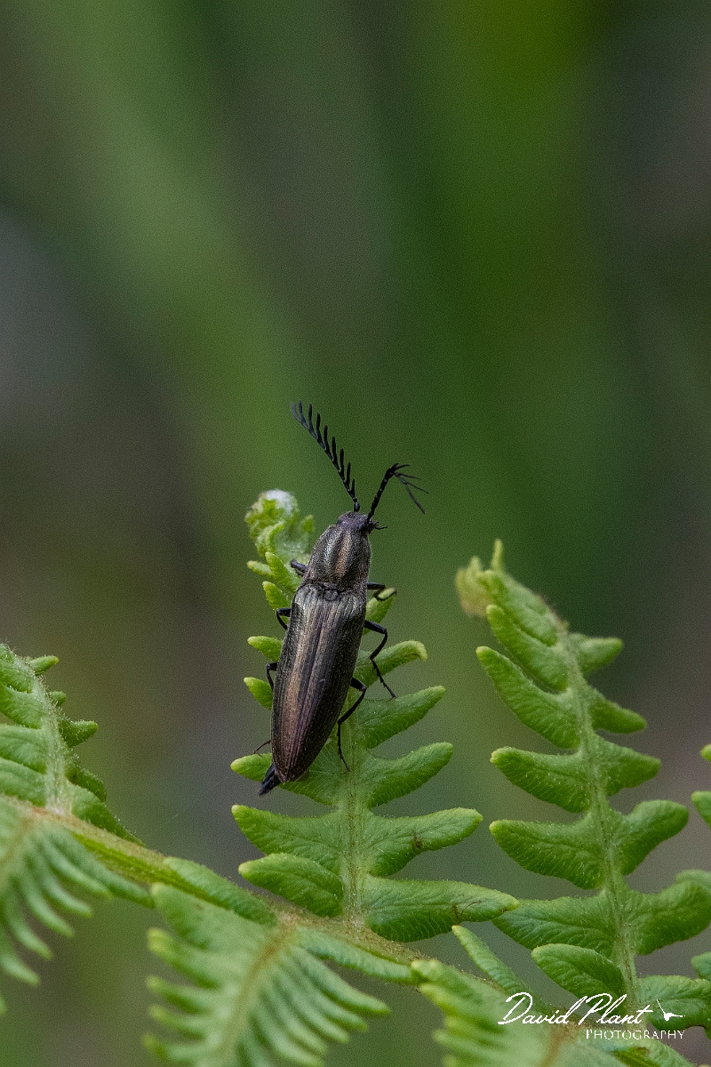 David Plant Photography - Wildlife Photography - Ctenicera pectinicornis - D.JPG - Pectinate click beetle, Ctenicera pectinicornis - Argyll