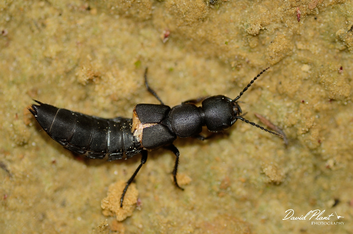 David Plant Photography - Wildlife Photography - Devil's coach horse, Ocypus olens - D.jpg - Devil's coach horse, Ocypus olens - Cambridgeshire