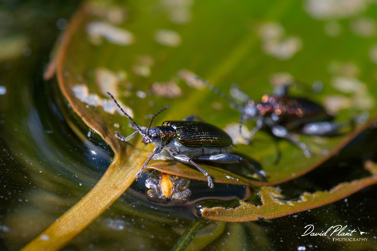 David Plant Photography - Wildlife Photography - Donacia vulgaris - A.jpg - Common reed beetle, Donacia vulgaris - Cotwolds