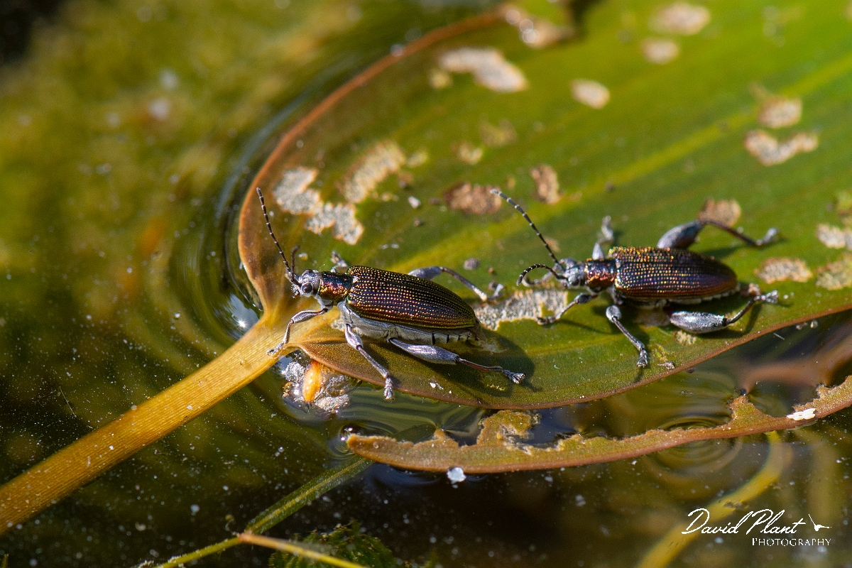 David Plant Photography - Wildlife Photography - Donacia vulgaris - B.jpg - Common reed beetle, Donacia vulgaris - Cotwolds