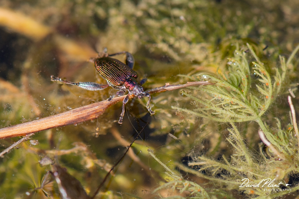 David Plant Photography - Wildlife Photography - Donacia vulgaris - C.jpg - Common reed beetle, Donacia vulgaris - Cotwolds