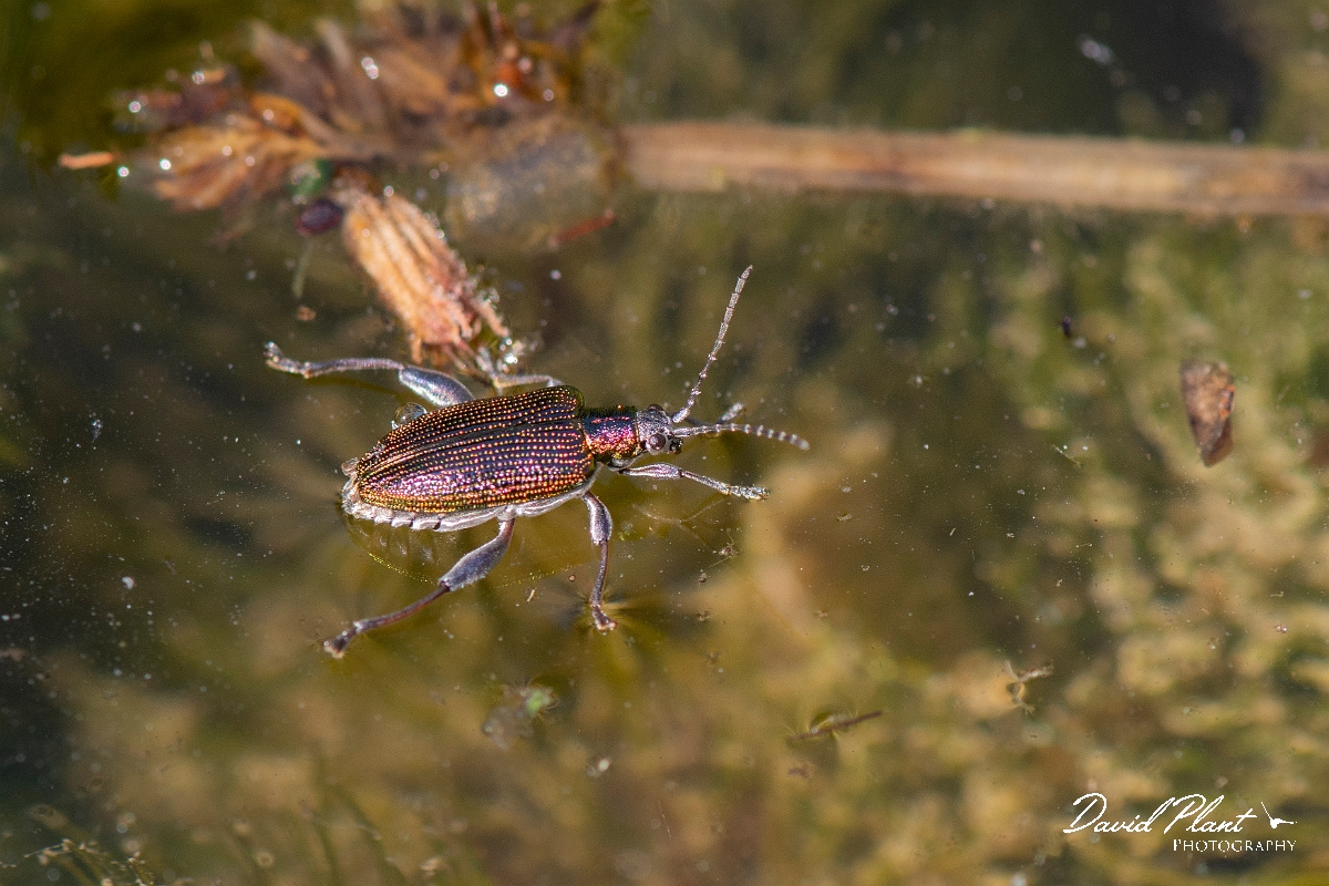 David Plant Photography - Wildlife Photography - Donacia vulgaris - D.jpg - Common reed beetle, Donacia vulgaris - Cotwolds