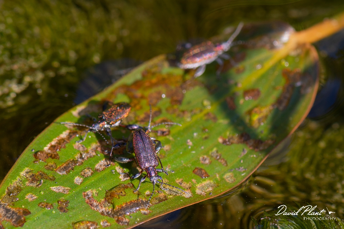 David Plant Photography - Wildlife Photography - Donacia vulgaris - F.jpg - Common reed beetle, Donacia vulgaris - Cotwolds