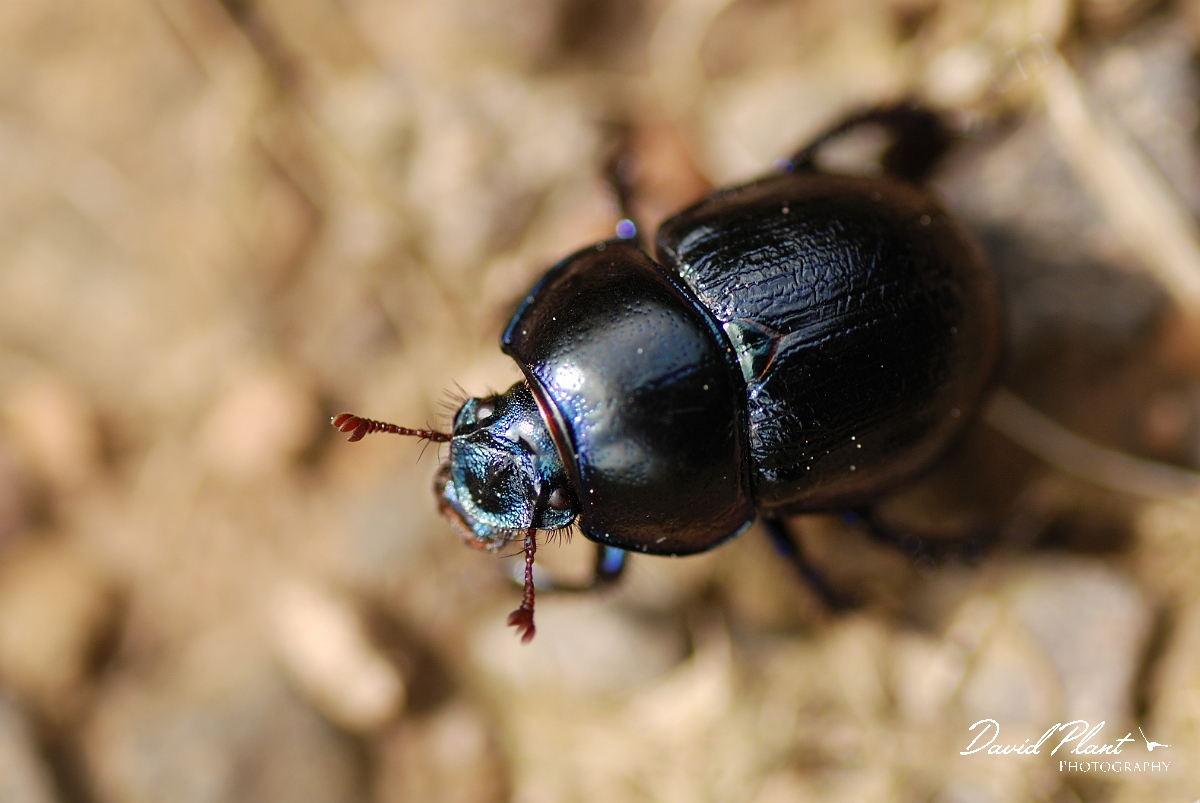 David Plant Photography - Wildlife Photography - Dor beetle - A.jpg - Dor beetle - Rhondda Cynon Taff
