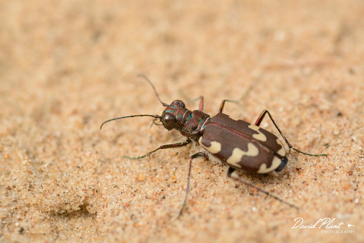David Plant Photography - Wildlife Photography - Dune tiger beetle - Cicindela hybrida - A.jpg - Dune tiger beetle, Cicindela hybrida - Norfolk