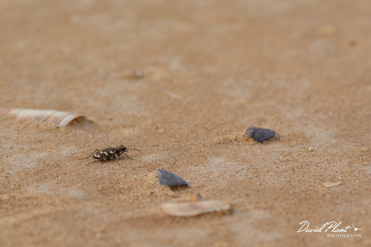 David Plant Photography - Wildlife Photography - Dune tiger beetle - Cicindela hybrida - C.jpg - Dune tiger beetle, Cicindela hybrida - Norfolk