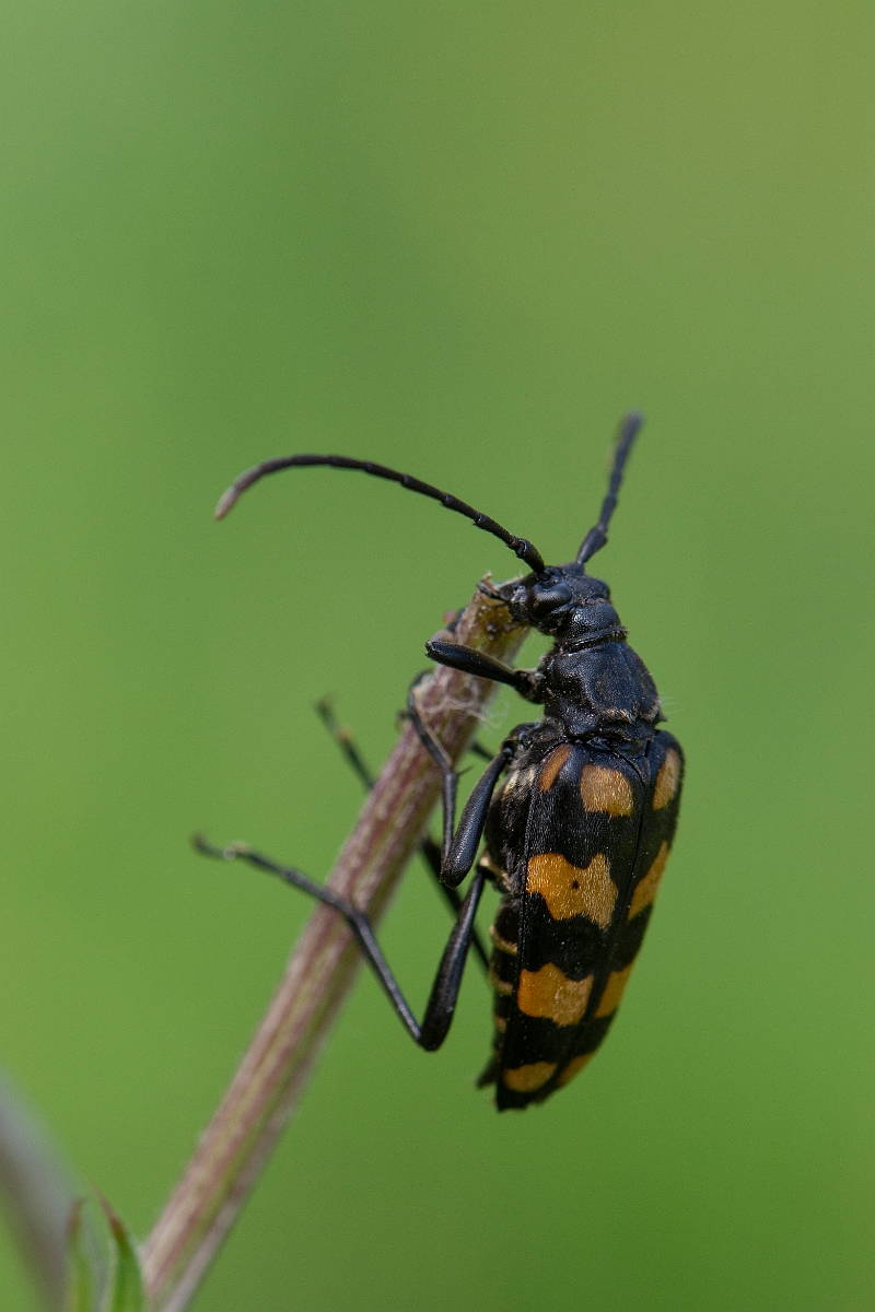 David Plant Photography - Wildlife Photography - Four-banded longhorn beetle, Leptura quadrifasciata - A.JPG - Four-banded longhorn beetle, Leptura quadrifasciata - Inverness-shire