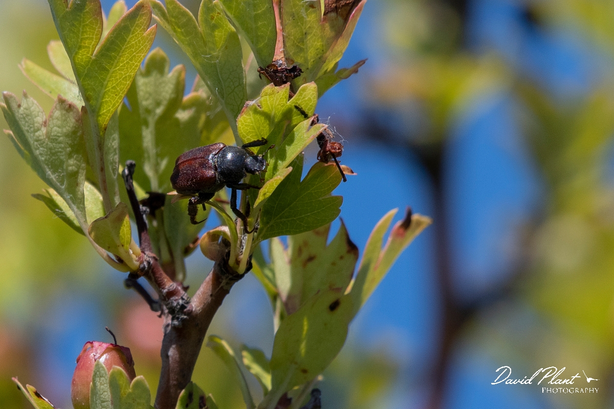 David Plant Photography - Wildlife Photography - Garden chafer, Phyllopertha horticola - A.jpg - Garden chafer, Phyllopertha horticola - Kent