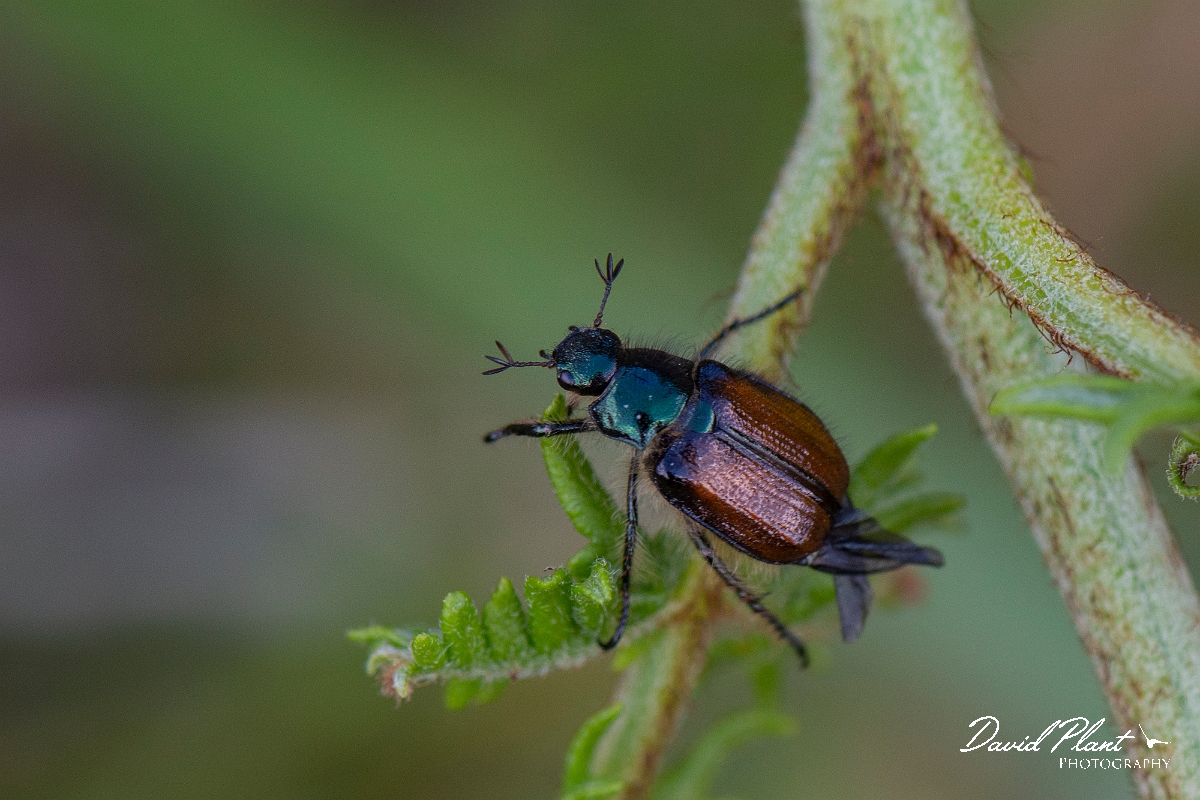 David Plant Photography - Wildlife Photography - Garden chafer, Phyllopertha horticola - B.JPG - Garden chafer, Phyllopertha horticola - Argyll