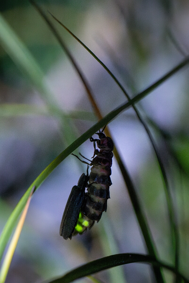 David Plant Photography - Wildlife Photography - Glow-worm - D.jpg - European glow-worm, Lampyris noctiluca, mating pair - Norfolk