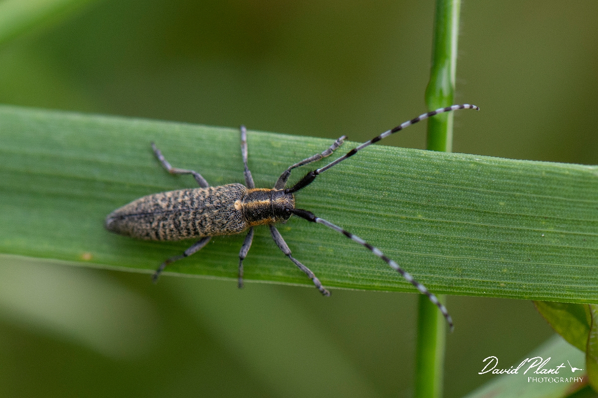 David Plant Photography - Wildlife Photography - Golden-Bloomed Grey Longhorn Beetle, Agapanthia villosoviridescens - A.JPG - Golden-bloomed grey longhorn beetle, Agapanthia villosoviridescens - Norfolk