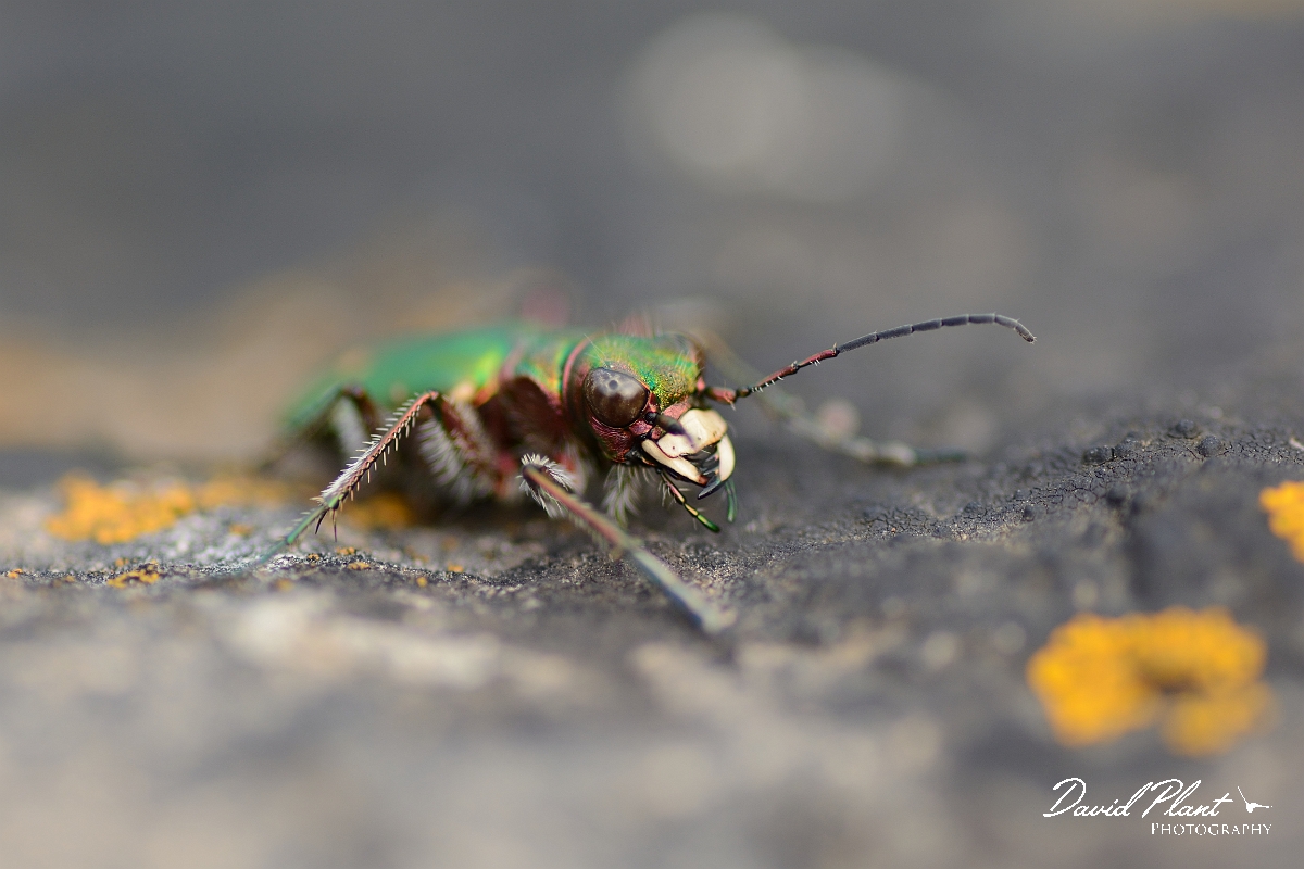 David Plant Photography - Wildlife Photography - Green tiger beetle - Cicindela campestris - D.jpg - Green tiger beetle, Cicindela campestris - Somerset