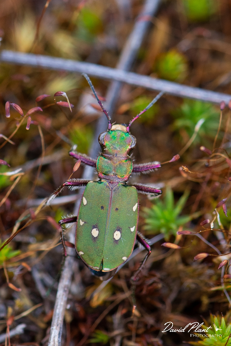 David Plant Photography - Wildlife Photography - Green tiger beetle - Cicindela campestris - F.JPG - Green tiger beetle, Cicindela campestris - Norfolk
