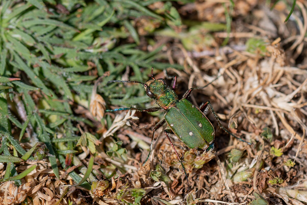 David Plant Photography - Wildlife Photography - Green tiger beetle - Cicindela campestris - H.jpg - Green tiger beetle, Cicindela campestris - Somerset
