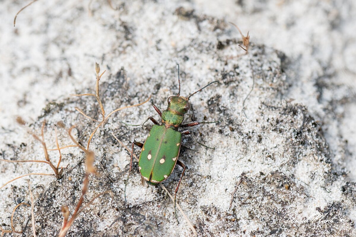 David Plant Photography - Wildlife Photography - Green tiger beetle - Cicindela campestris - I.jpg - Green tiger beetle, Cicindela campestris - Dorset