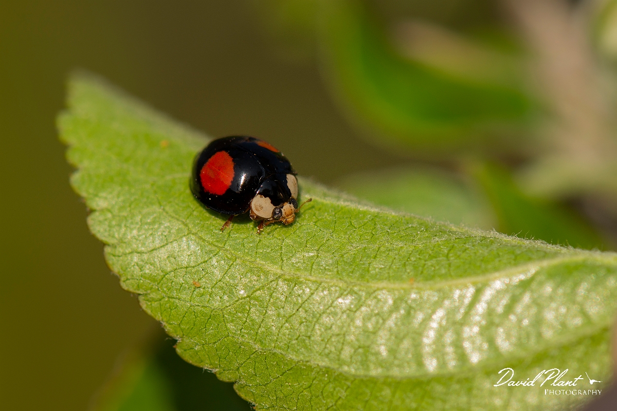 David Plant Photography - Wildlife Photography - Harlequin ladybird - B.jpg - Harlequin ladybird,  Harmonia axyridis - Cotswolds