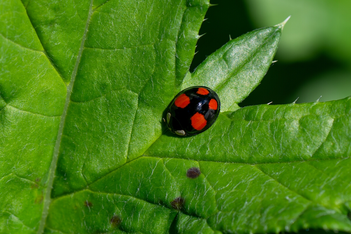 David Plant Photography - Wildlife Photography - Harlequin ladybird - C.jpg - Harlequin ladybird,  Harmonia axyridis - Cotswolds