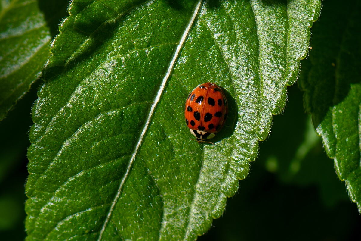 David Plant Photography - Wildlife Photography - Harlequin ladybird - D.jpg - Harlequin ladybird,  Harmonia axyridis - Cotswolds