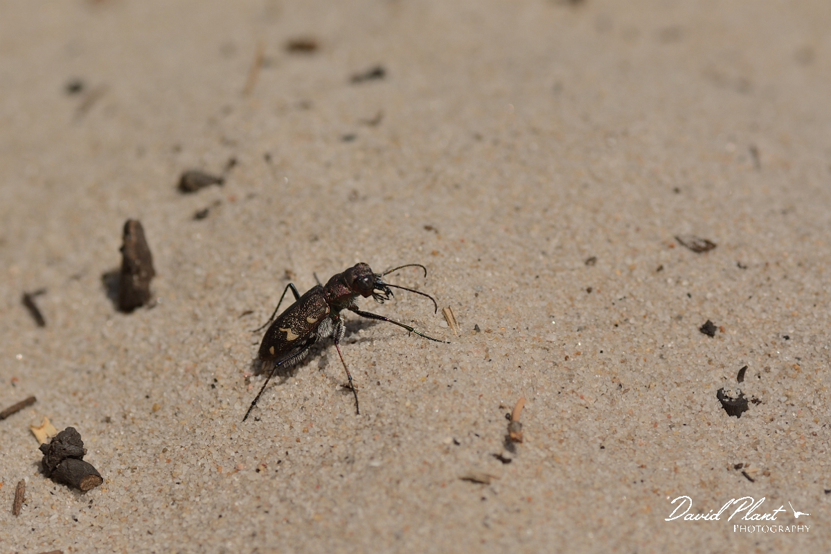 David Plant Photography - Wildlife Photography - Heath tiger beetle - Cicindela sylvatica - A.jpg - Heath tiger beetle, Cicindela sylvatica - Dorset