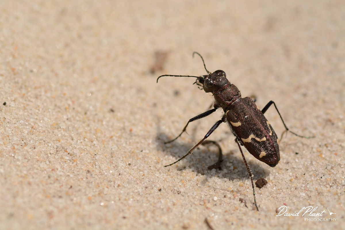 David Plant Photography - Wildlife Photography - Heath tiger beetle - Cicindela sylvatica - B.jpg - Heath tiger beetle, Cicindela sylvatica - Dorset