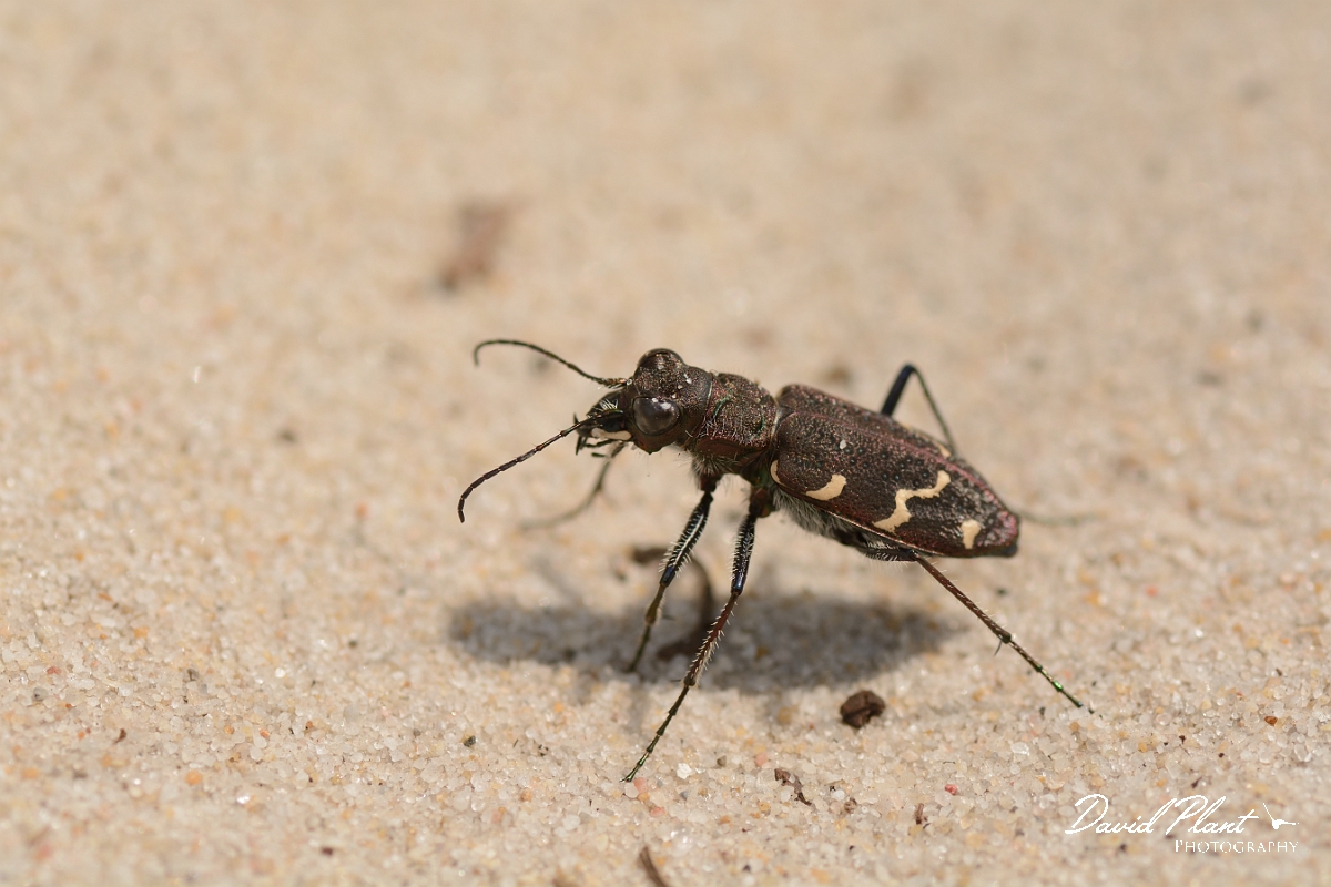 David Plant Photography - Wildlife Photography - Heath tiger beetle - Cicindela sylvatica - C.jpg - Heath tiger beetle, Cicindela sylvatica - Dorset