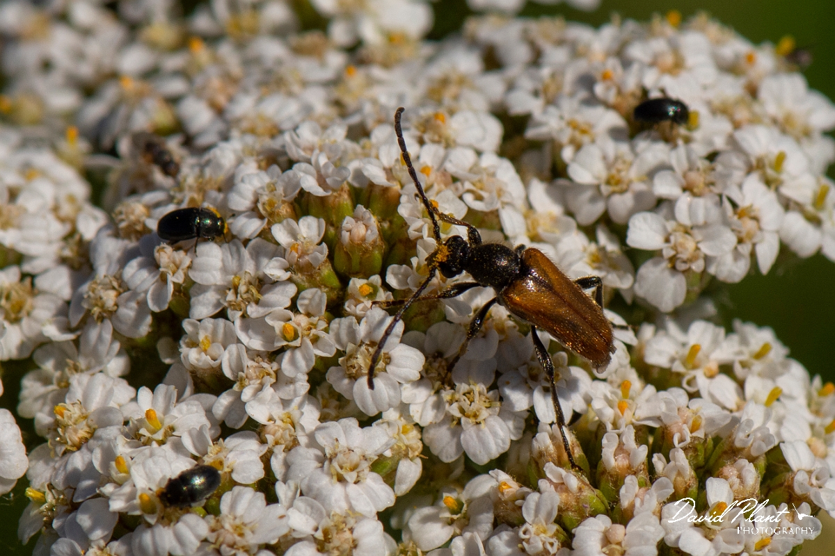 David Plant Photography - Wildlife Photography - Leptura livida - A.jpg - Fairy-ring longhorn beetle, Pseudovadonia livida - Kent