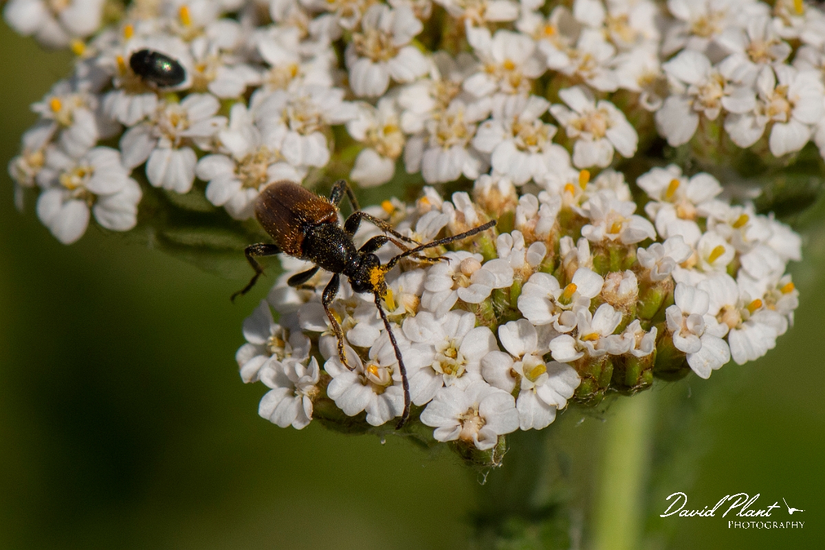 David Plant Photography - Wildlife Photography - Leptura livida - B.jpg - Fairy-ring longhorn beetle, Pseudovadonia livida - Kent