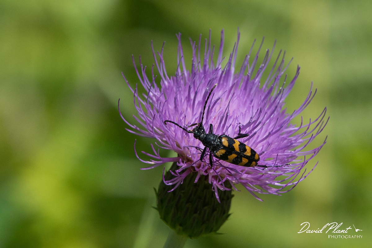 David Plant Photography - Wildlife Photography - Long-banded longhorn, Leptura quadrifasciata - A.jpg - Four-banded longhorn, Leptura quadrifasciata - Highland