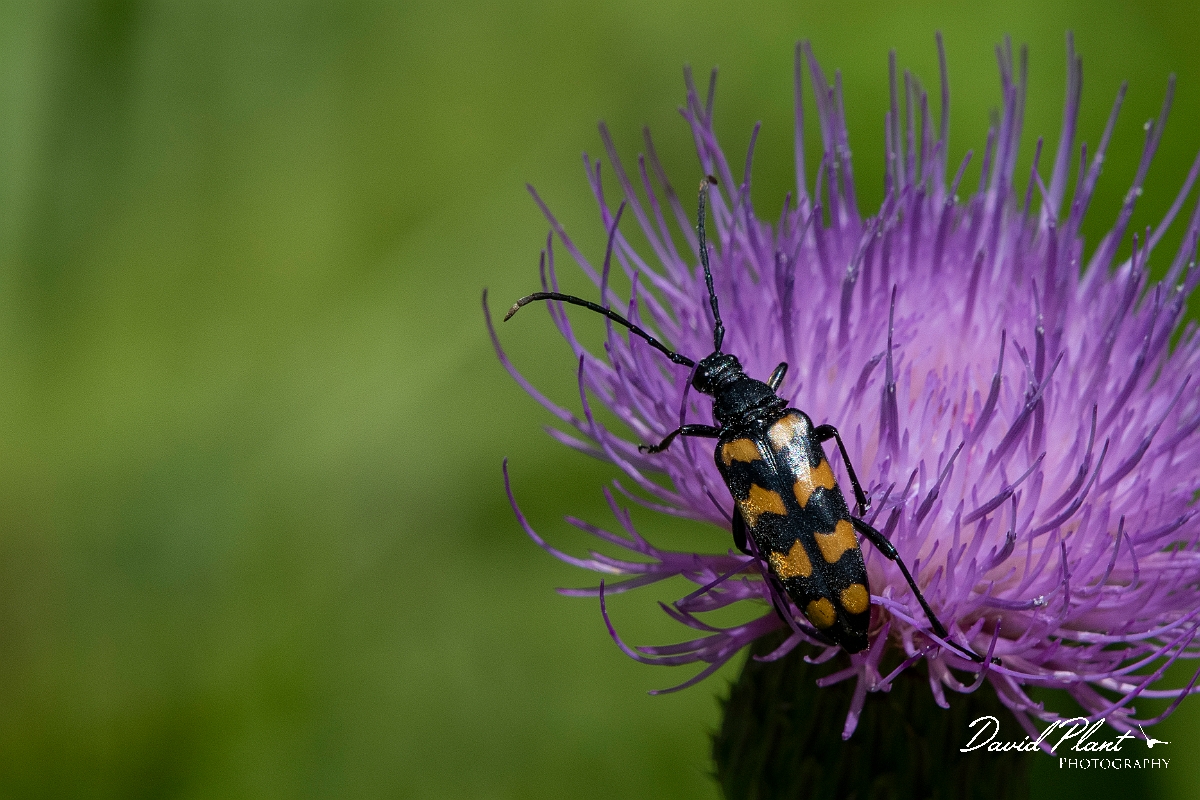 David Plant Photography - Wildlife Photography - Long-banded longhorn, Leptura quadrifasciata - B.jpg - Four-banded longhorn, Leptura quadrifasciata - Highland