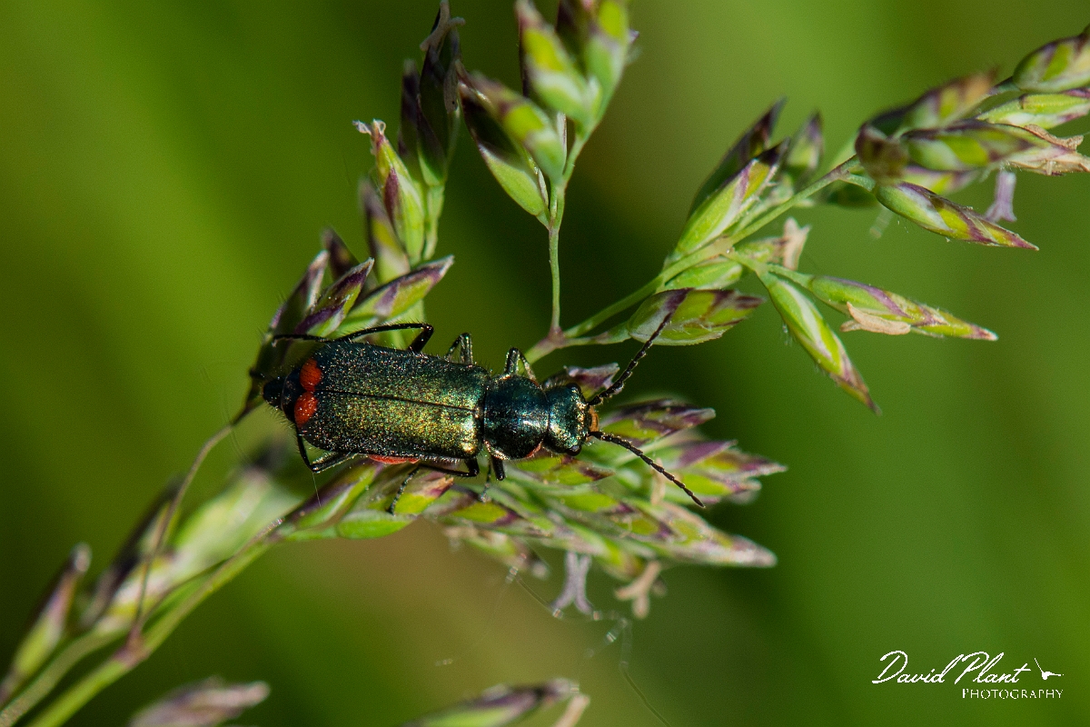 David Plant Photography - Wildlife Photography - Malachite beetle, Malachius bipustulatus - A.JPG - Malachite beetle, Malachius bipustulatus - Cambridgeshire