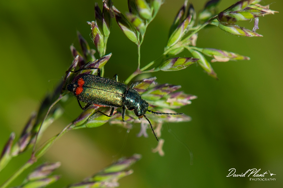 David Plant Photography - Wildlife Photography - Malachite beetle, Malachius bipustulatus - B.JPG - Malachite beetle, Malachius bipustulatus - Cambridgeshire