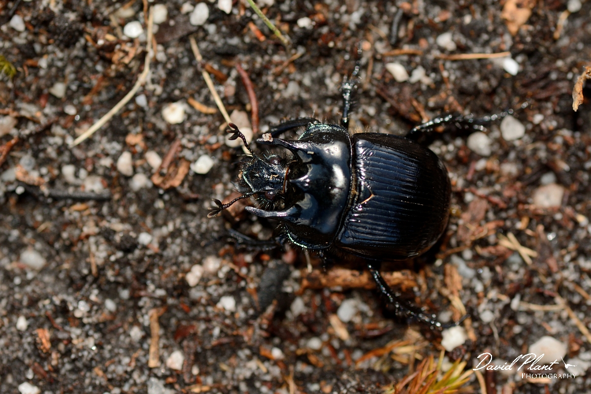 David Plant Photography - Wildlife Photography - Minotaur beetle - B.jpg - Minotaur beetle, Typhaeus typhoeus - Dorset