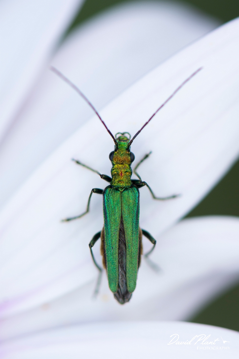 David Plant Photography - Wildlife Photography - Oedemera nobilis - C.jpg - Thick-legged flower beetle, Oedemera nobilis - Cotswolds