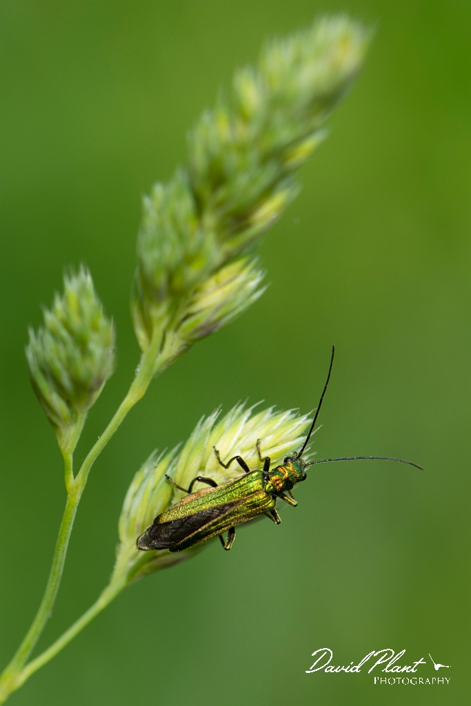 David Plant Photography - Wildlife Photography - Oedemera nobilis - D.jpg - Thick-legged flower beetle, Oedemera nobilis - Cotswolds