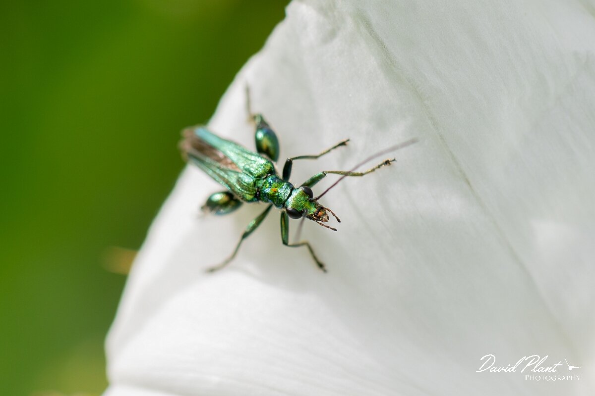David Plant Photography - Wildlife Photography - Oedemera nobilis - F.jpg - Oedemera nobilis - North Somerset