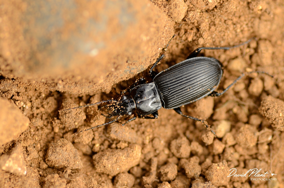 David Plant Photography - Wildlife Photography - Pterostichus niger - A.jpg - Great blackclock, Pterostichus niger - Cambridgeshire