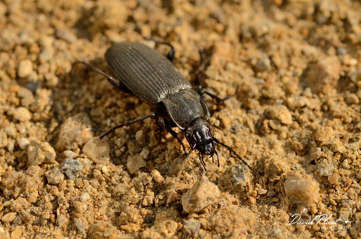 David Plant Photography - Wildlife Photography - Pterostichus niger - B.jpg - Great blackclock, Pterostichus niger - Cambridgeshire