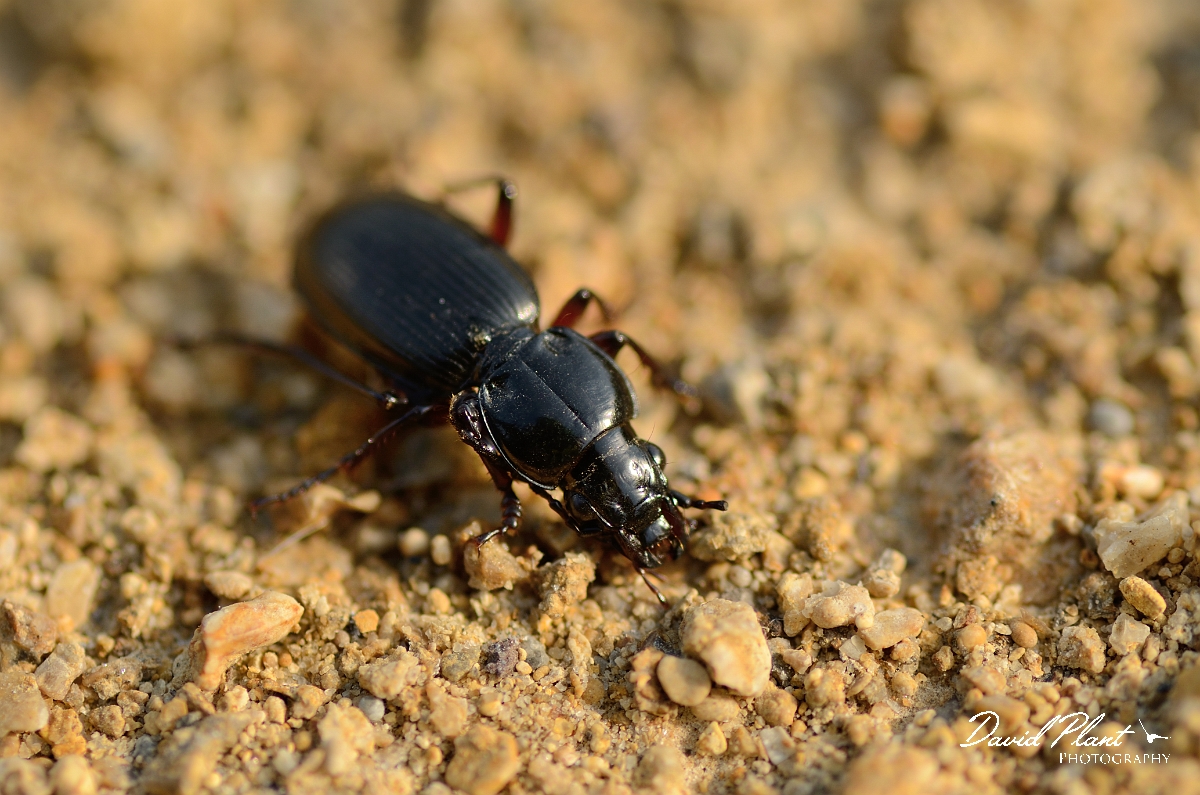 David Plant Photography - Wildlife Photography - Pterostichus nigrita - A.jpg - Mitten blackclock, Pterostichus nigrita - Cambridgeshire