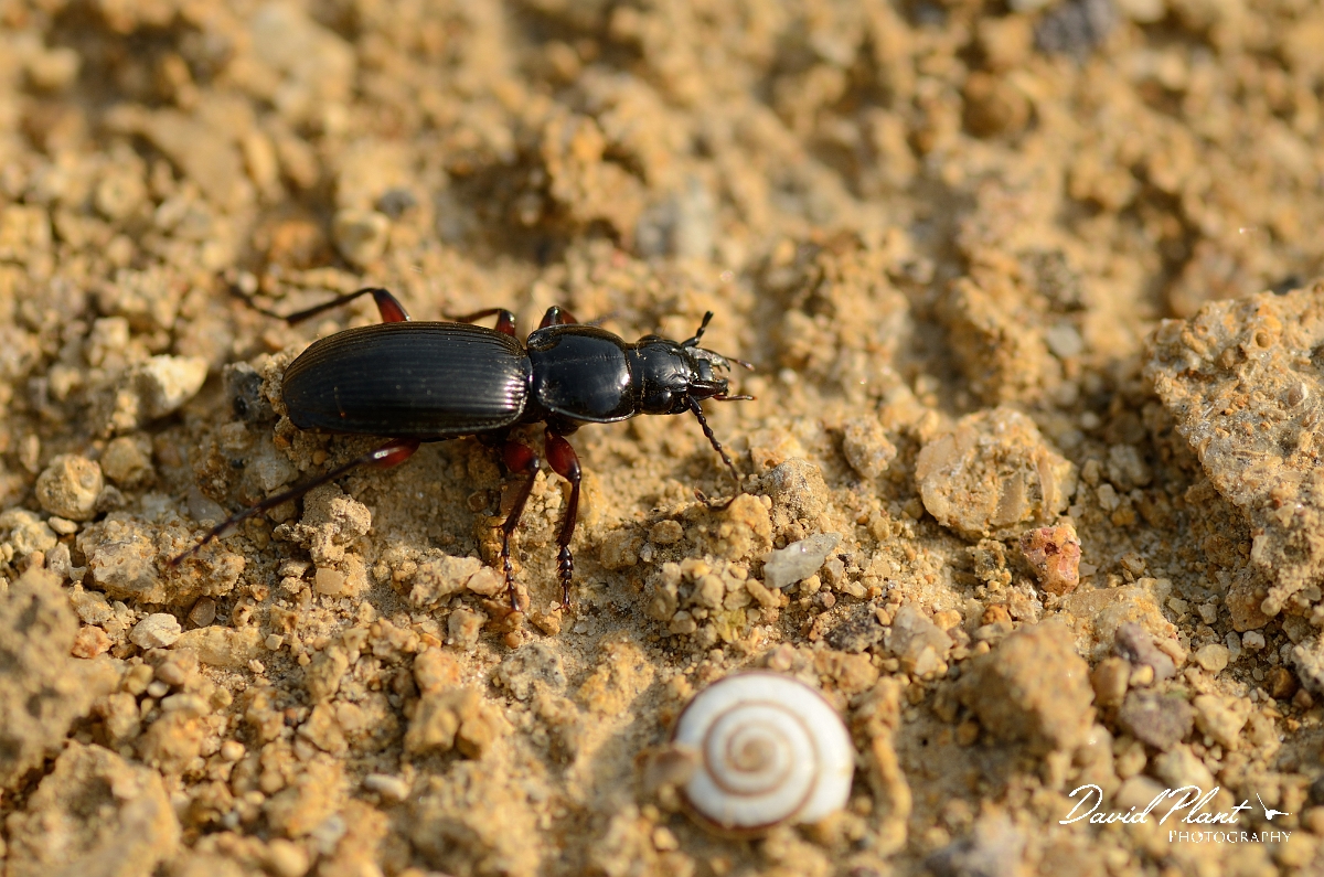 David Plant Photography - Wildlife Photography - Pterostichus nigrita - B.jpg - Mitten blackclock, Pterostichus nigrita - Cambridgeshire