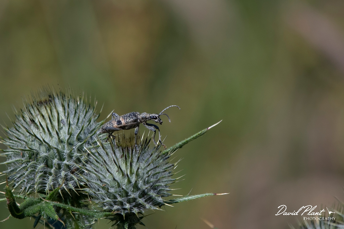 David Plant Photography - Wildlife Photography - Rhagium mordax - A.jpg - Blackspotted longhorn beetle, Rhagium mordax - Highland