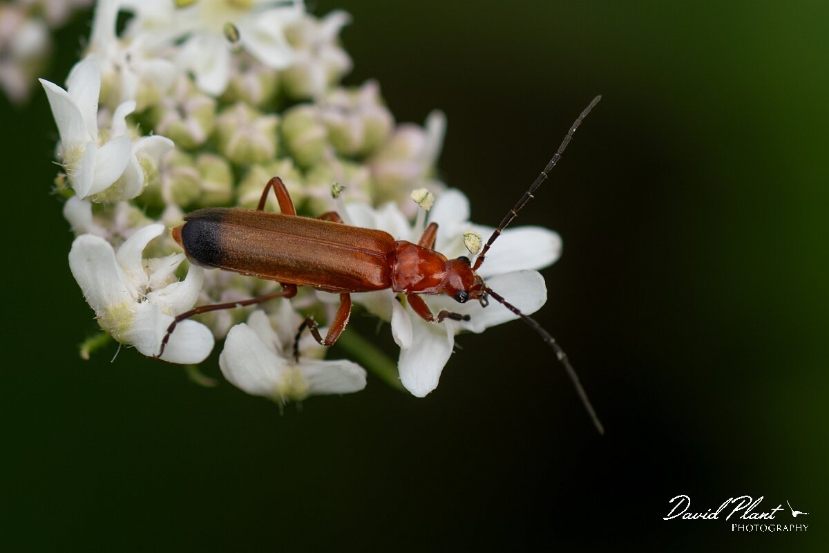 David Plant Photography - Wildlife Photography - Rhagonycha fulva - A.jpg - Common red soldier beetle, Rhagonycha fulva - North Somerset