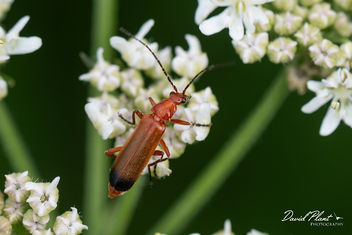David Plant Photography - Wildlife Photography - Rhagonycha fulva - B.jpg - Common red soldier beetle, Rhagonycha fulva - North Somerset