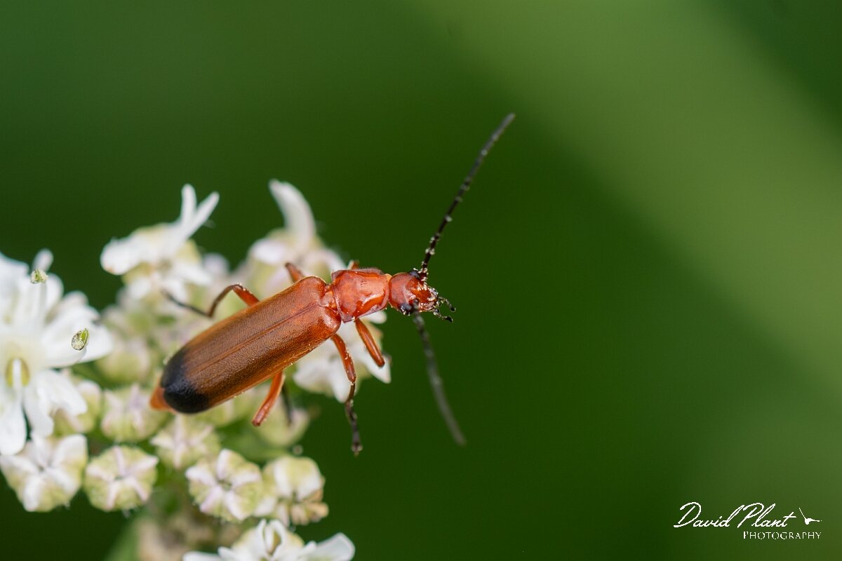 David Plant Photography - Wildlife Photography - Rhagonycha fulva - C.jpg - Common red soldier beetle, Rhagonycha fulva - North Somerset